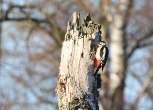 Grote bonte specht_Thumbnail(28-12-2025)