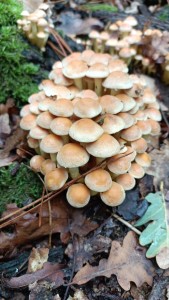 Helmond Brouwhuis (7-10-2025)