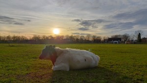 Helmond Brouwhuis (9-12-2025)