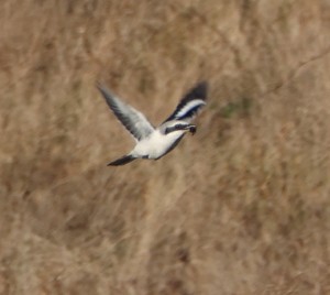 Klapekster_Thumbnail (28-12-2025)