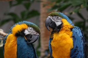 Papegaaien_(16-12-2025)