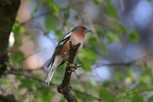 Vink (29-4-2025)