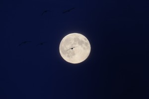 Maan & ganzen ervoor (5-11-2025)