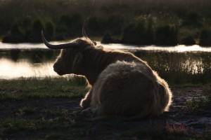 Schotse Hooglander (9-7-2025)