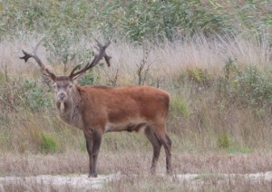 Edelhert (6-10-2025)