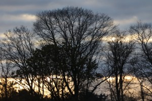 Zandbos (30-11-2025)