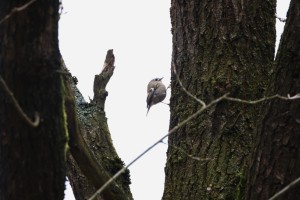 Goudhaantje (20-2-2026) (Thumbnail)