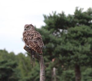 Afrikaanse oehoe (22-7-2017)