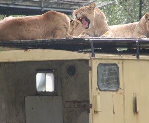 3 leeuwinnen (28-9-2019)