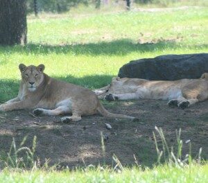 2 leeuwinnen (22-7-2017)
