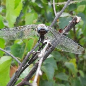 Blauw-Grijze Dragonfly (16-7-2023)