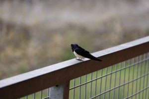 Boerenzwaluw (30-5-2024)