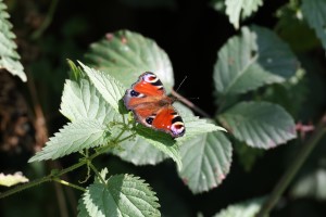 Dagpauwoog (31-8-2024)