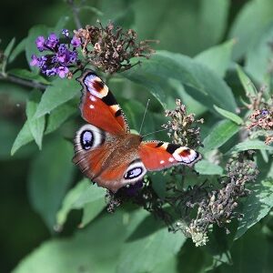 Dagpauwoog (3-9-2023)