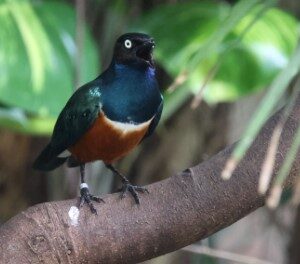 Driekleurige glansspreeuw (10-9-2023)