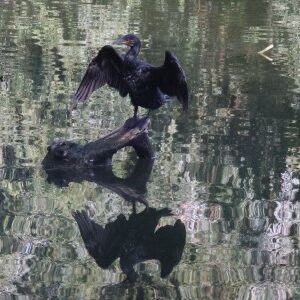 Dwergaalscholver (10-9-2023)