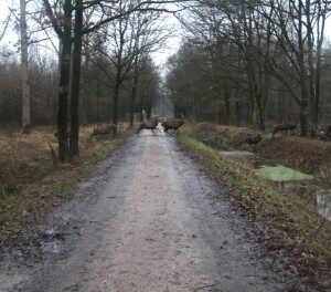 Edelherten (4-1-2018)