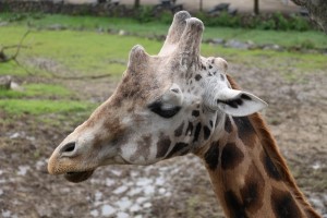 Giraffe (30-5-2024)