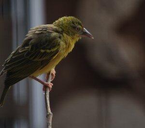 Grote textorwever (10-9-2023)