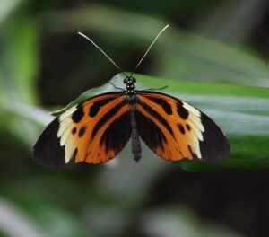 Heliconius ismenius (6-4-2023)