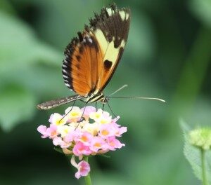 Hypolimnas misippus (23-8-2020)