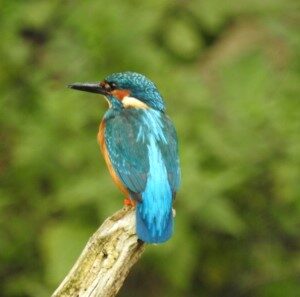 Ijsvogel (22-9-2017)