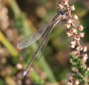 Keelven (20-10-2024)