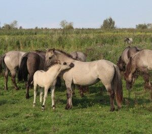 Konik (3-9-2017)