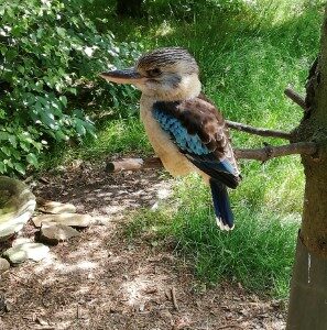 Kookaburra (20-6-2020)