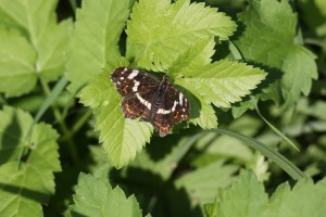 Landkaartje (31-8-2024)