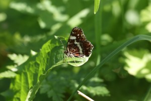 Landkaartje (31-8-2024)