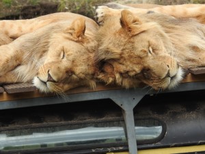 Leeuwinnen (18-9-2016)