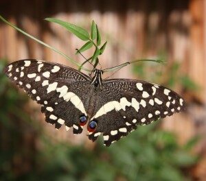 Limoenvlinder (5-9-2021)