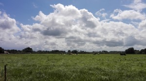 Lingewaal (9-8-2016)