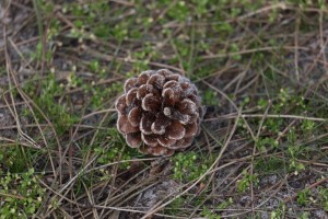 Maasduinen (9-3-2024)