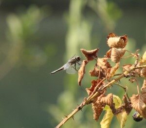 Maasduinen (17-7-2018)