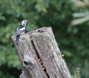 Middelste bonte specht (22-9-2017)