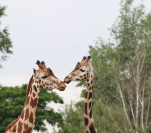 Noordelijke giraffe (22-7-2017)