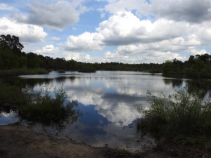 Oisterwijkse bossen & vennen (13-5-2017)