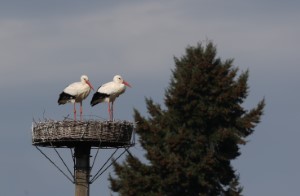 Ooievaars (9-3-2024)