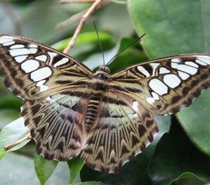 Parthenos sylvia (6-4-2023)