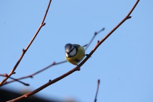 Pimpelmees (2-2-2025)