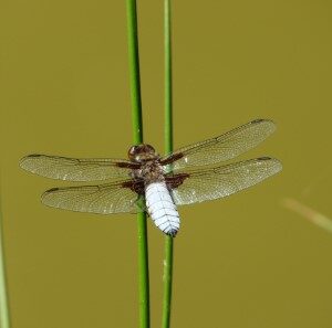 Platbuik (21-5-2020)