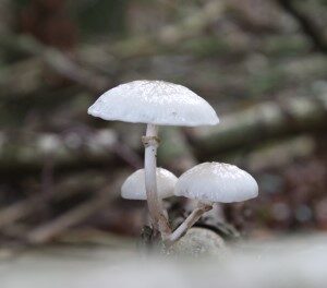 Porseleinzwam (2019)