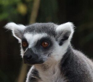 Ringstaart maaki (10-9-2023)