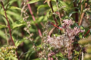 Rode Heidelibel (31-8-2024)