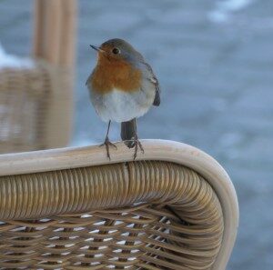 Roodborst (19-1-2024)