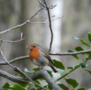 Roodborst (18-4-2021)