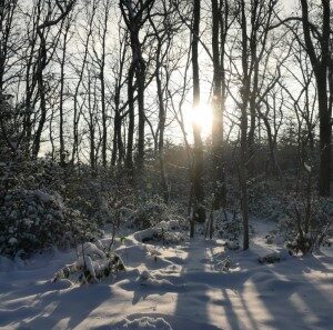 Schimmert (19-1-2024)