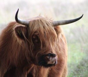 Schotse Hooglander (29-7-2017)